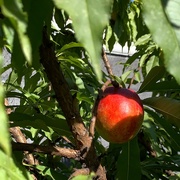9th Aug 2019 - First Nectarine of the year