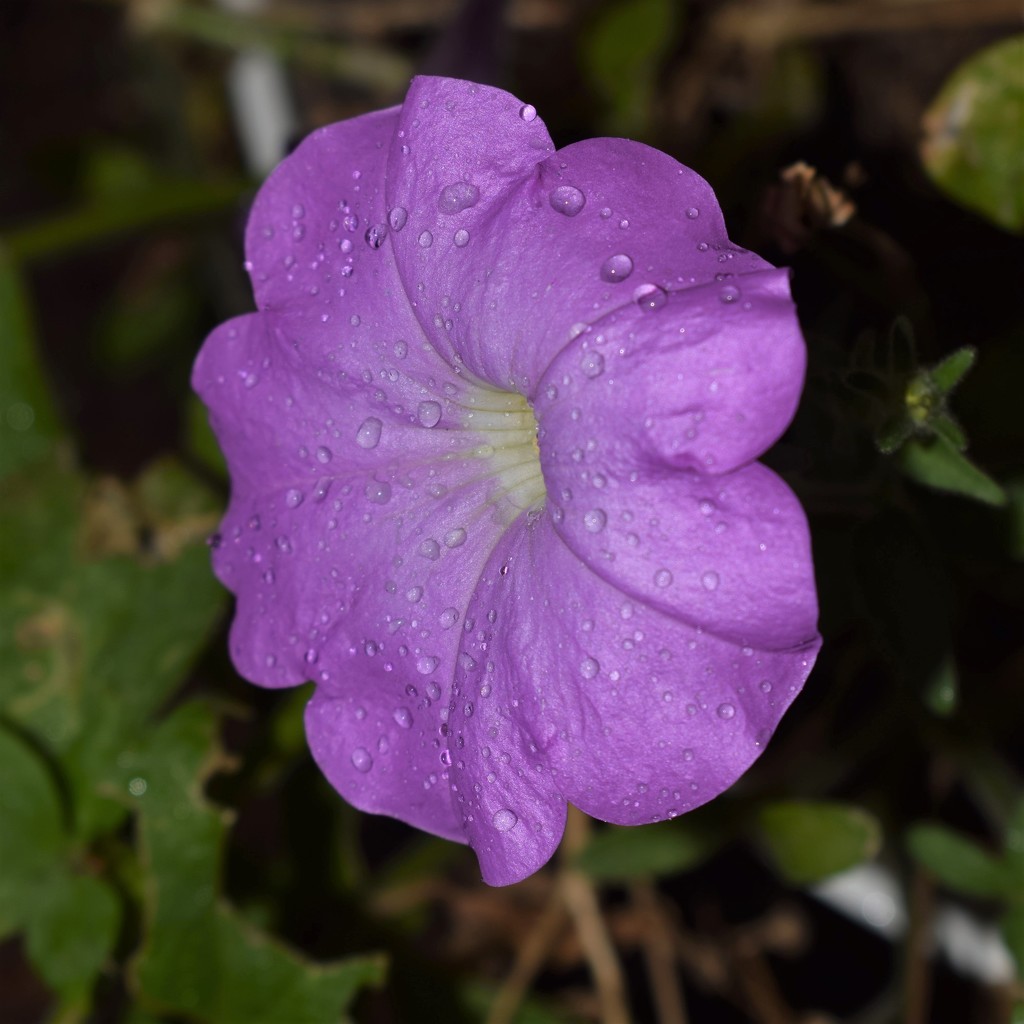 Petunia in the rain by sandlily