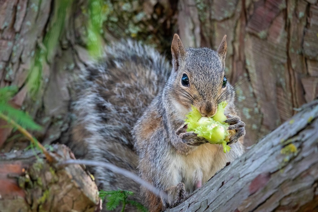 Chicago Botanic Garden Squirrel by jyokota