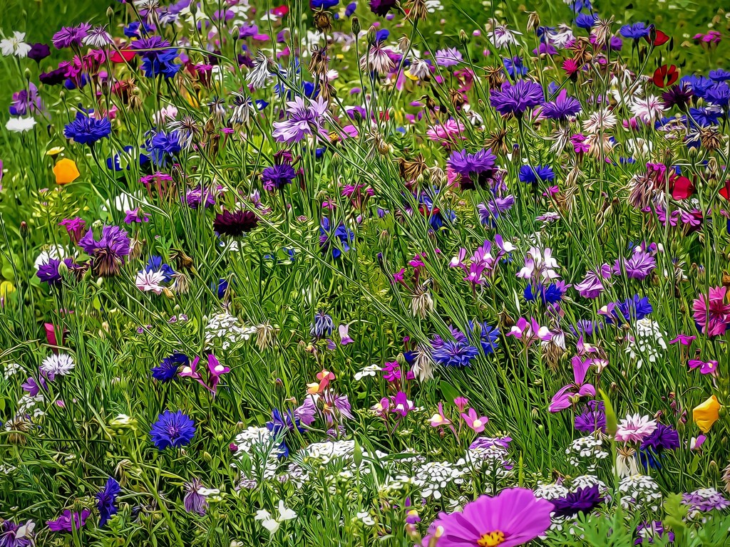 Wild flowers in Rottach Egern by ludwigsdiana