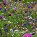 Wild flowers in Rottach Egern by ludwigsdiana