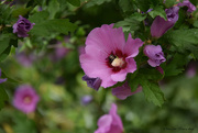 7th Aug 2019 - bee in Lavatera