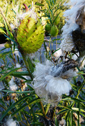 10th Aug 2019 - Gomphocarpus Physocarpus -  Swan Plant