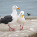 Gulls by nicoleweg