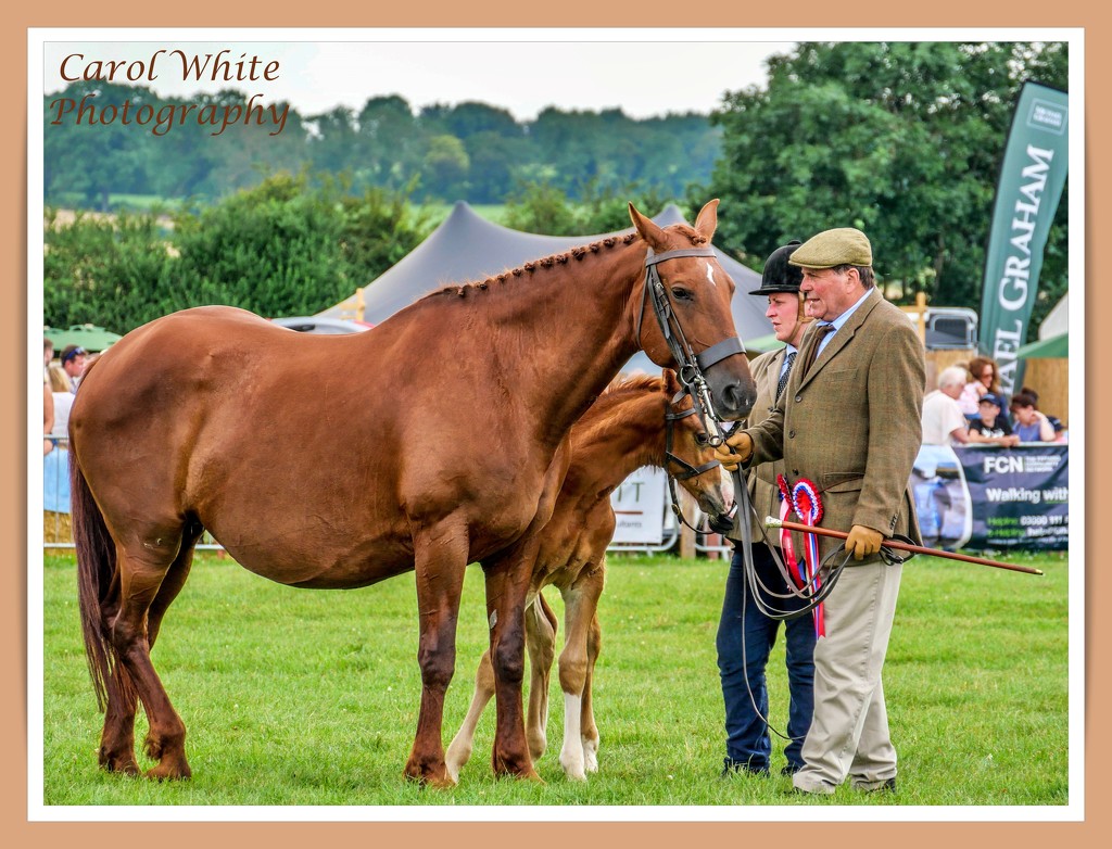 Champion Brood Mare and Foal,Blakesley Show by carolmw