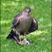 Sparrowhawk by rosiekind