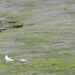 Mother & Juvenile Herring Gull by davemockford