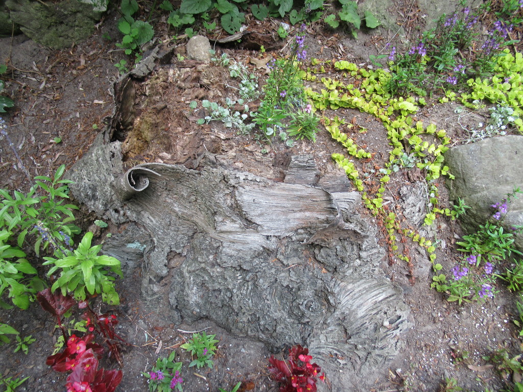 The tree stump is alive with plants by bruni