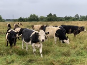 9th Aug 2019 - Belted Galloways
