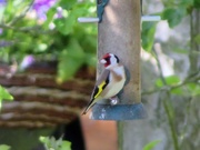 21st May 2019 - Goldfinch