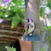 Goldfinch by lellie
