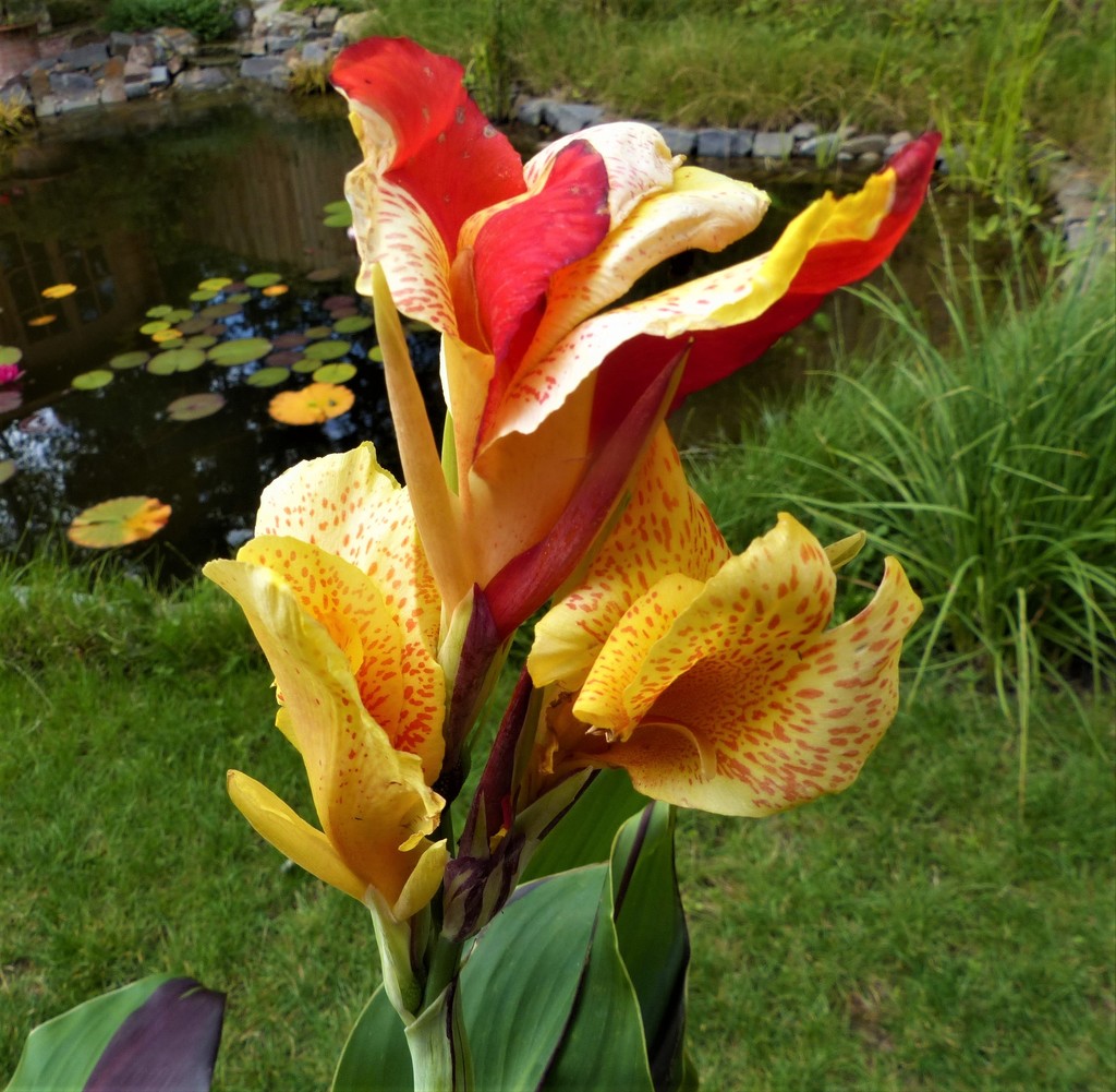  Canna in the Garden  by susiemc