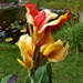  Canna in the Garden  by susiemc