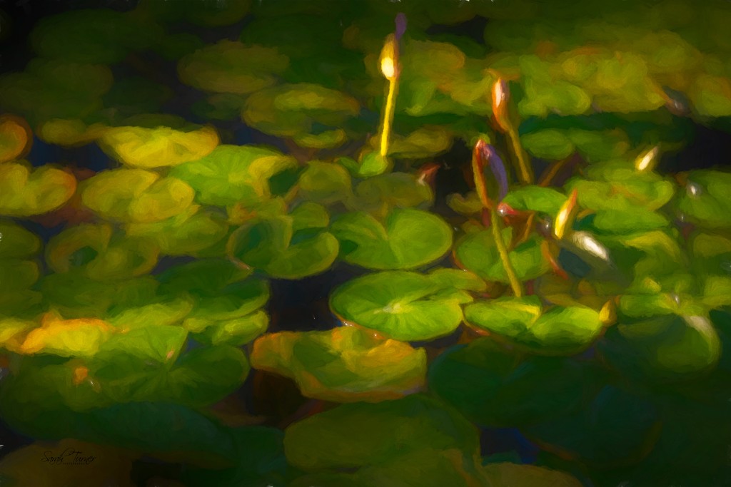 Golden water lily  by samae