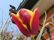 6th Apr 2019 - Tulip