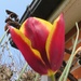 Tulip by lellie