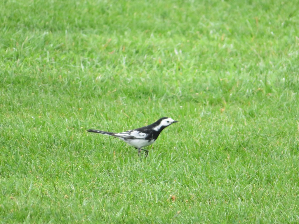 Wagtail by lellie