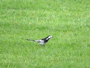25th Apr 2019 - Wagtail