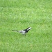 Wagtail by lellie