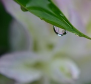10th Aug 2019 - Lily refraction..........