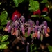 Kalanchoe Lavender Bells ~    by happysnaps