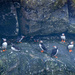 A Circus of Puffins by ellida