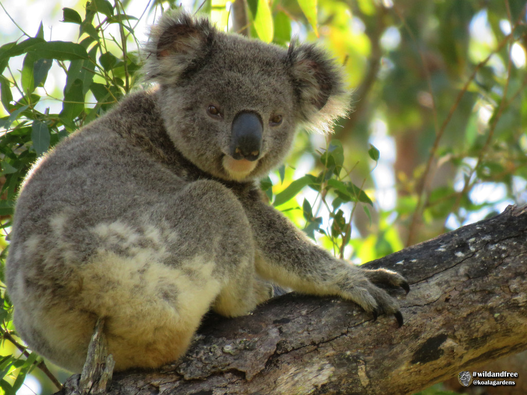natures little helper by koalagardens