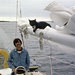 Boat cat series #6 by sailingmusic