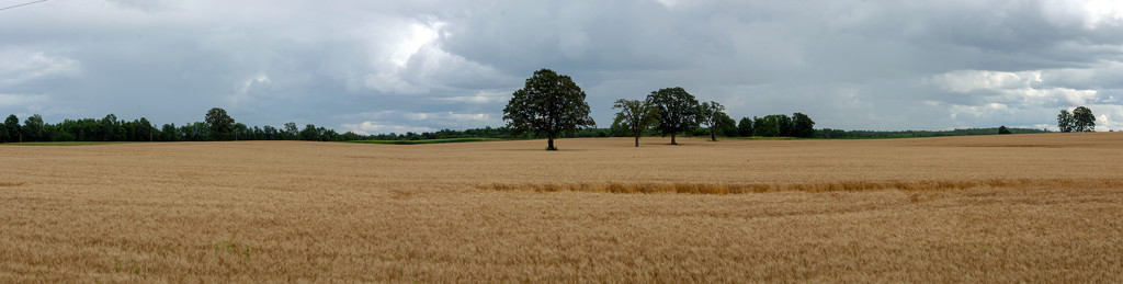 Wheat Waving in the Wind by farmreporter