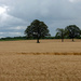 Wheat Waving in the Wind by farmreporter