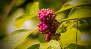 10th Aug 2019 - Berries in the Sunshine!