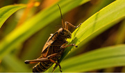 10th Aug 2019 - One More Eastern Lubber Grasshopper!
