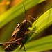 One More Eastern Lubber Grasshopper! by rickster549