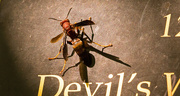 10th Aug 2019 - Devil's Wasp!