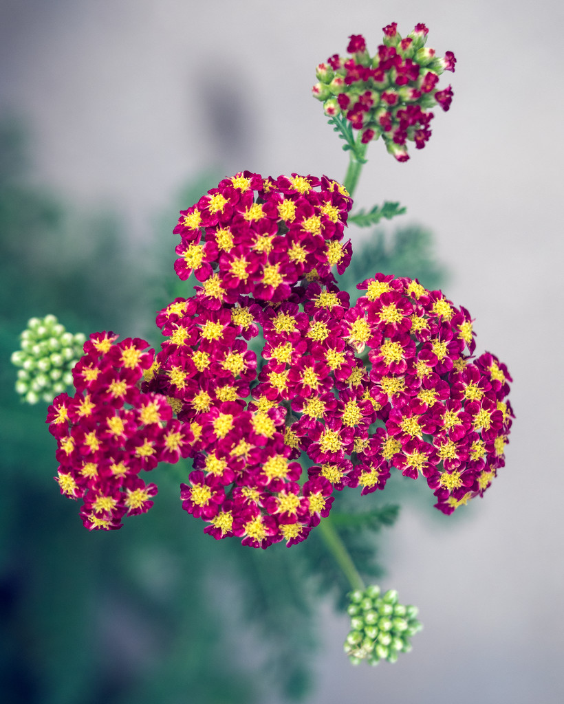 Tiny Little Flowers by rosiekerr