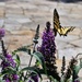 Butterfly Bush and Western Tiger Swallowtail by sandlily