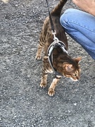 10th Aug 2019 - The Bengal Cat