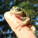 Froggy Eye by cjwhite