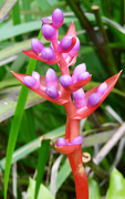 11th Aug 2019 - Bromeliad Portea Alatisepala