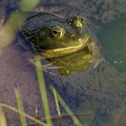 10th Aug 2019 - frog face
