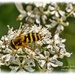 Hoverfly And Bug by carolmw