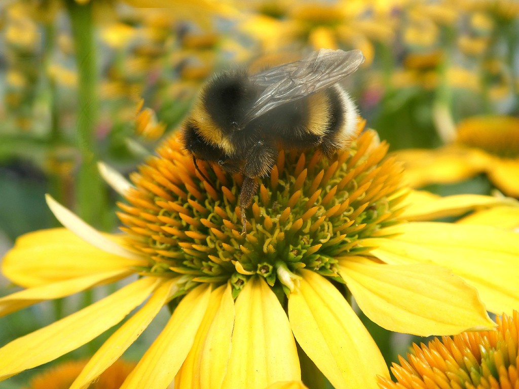 Buzzy Bee by wendyfrost