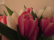 1st Feb 2019 - Tulips