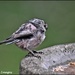 Scruffy young long tailed tit by rosiekind