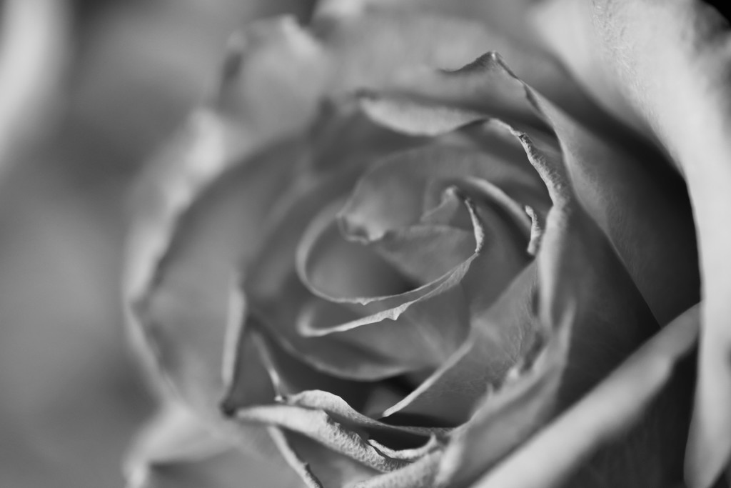 Fading Rose by phil_sandford