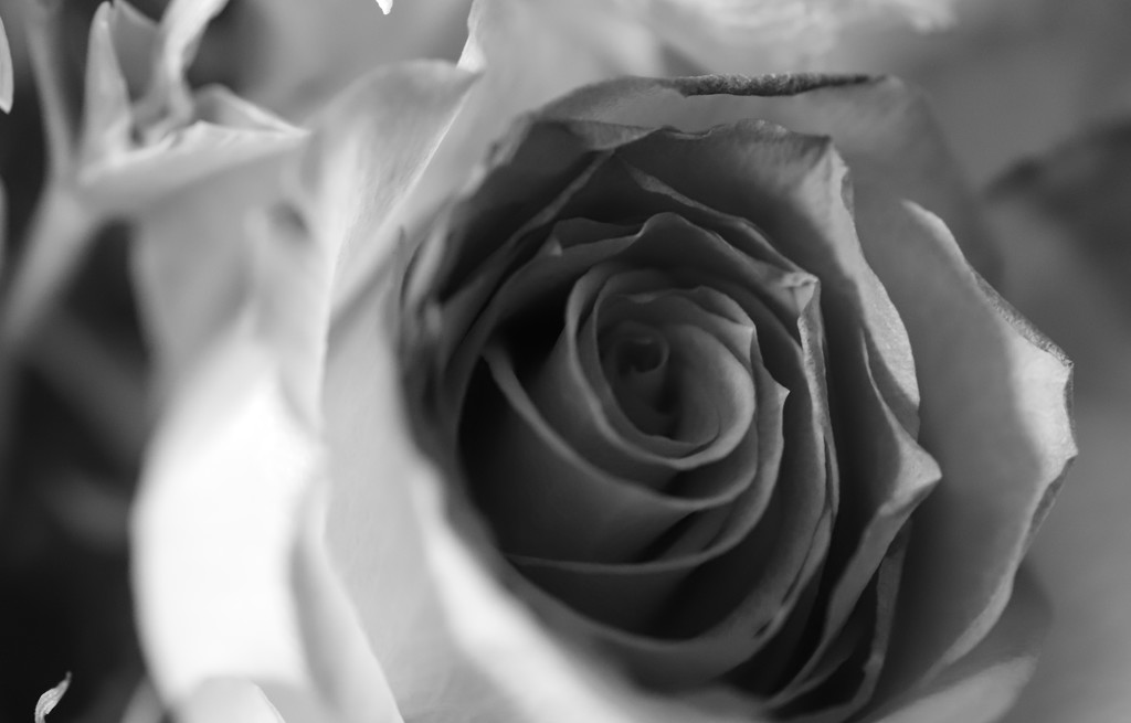Fading Rose 2 by phil_sandford