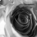 Fading Rose 2 by phil_sandford