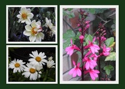 25th Jul 2019 - Flowers in my Garden
