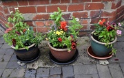 26th Jul 2019 - Replanted Flower Pots