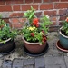 Replanted Flower Pots by oldjosh